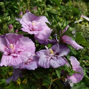 Hibiscus syriacus Lavender Chiffon ('Notwoodone'PBR) (Chiffon Series) (d) 40-60 cm